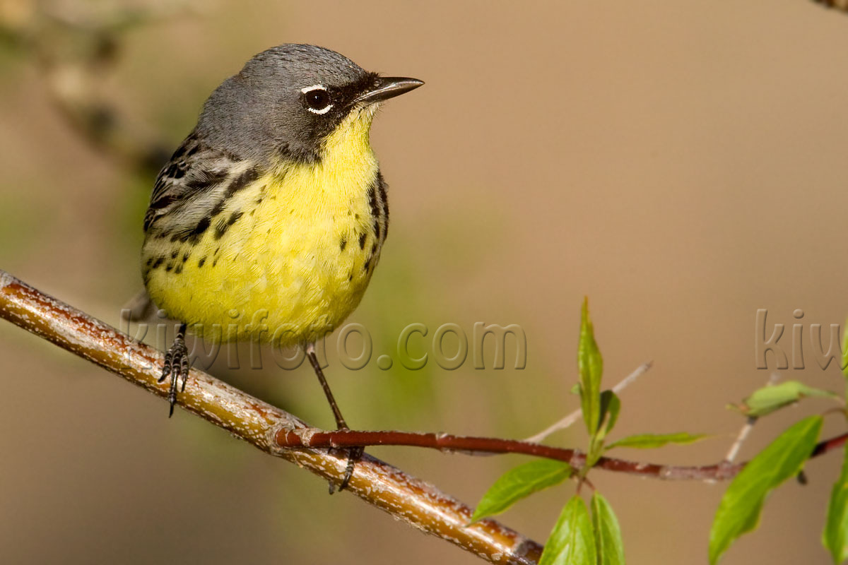 Kirtland's Warbler