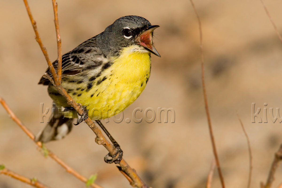 Kirtland's Warbler