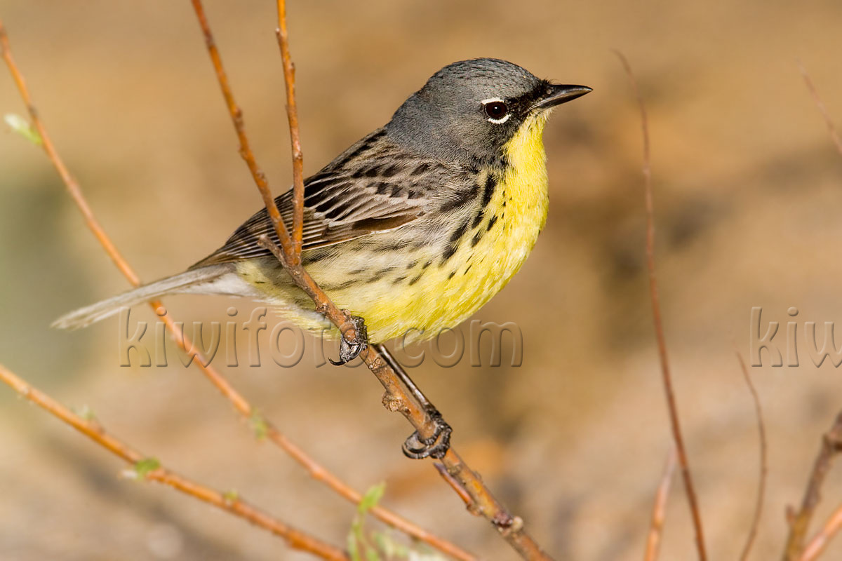 Kirtland's Warbler