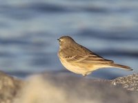 American Pipit Video