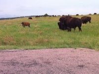 American Bison Video