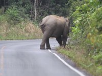 Asian Elephant Video