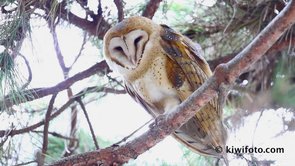 Barn Owl Video
