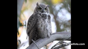 Great Horned Owl Video